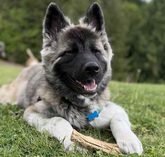 Photo of Bueller - TEMP FOSTER NEEDED / AVAILABLE