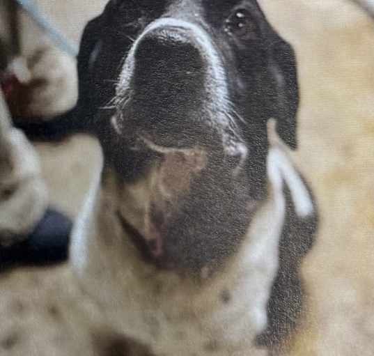 Photo of Jax
