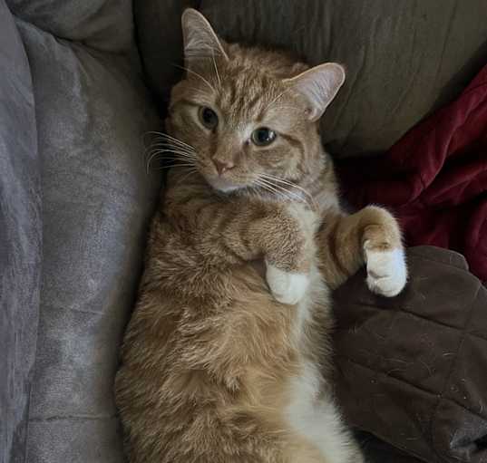 Photo of Mittens