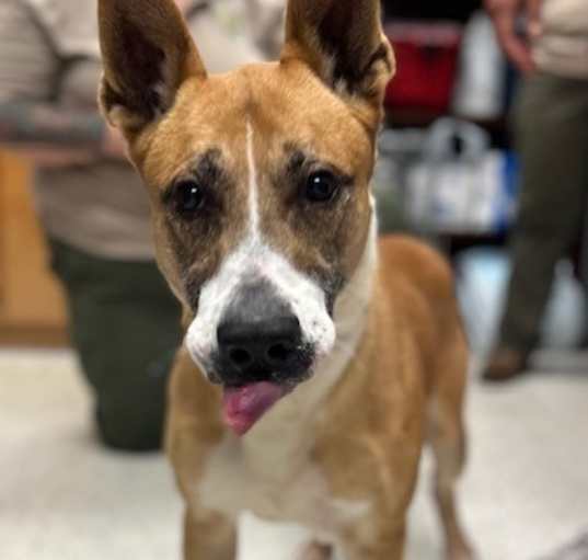 Photo of Chico