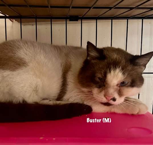 Photo of 14-Buster Siamese