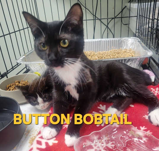 Photo of Button Bobtail