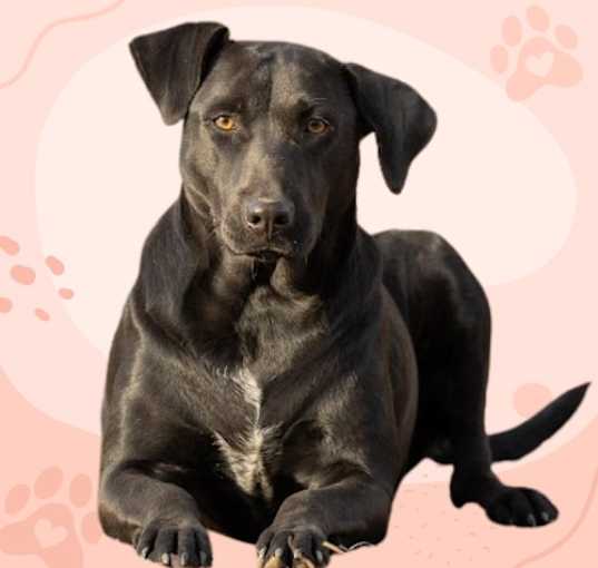 Photo of Lady
