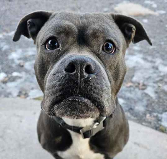 Photo of Slater -Stray