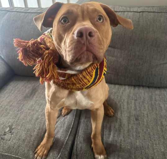 Photo of Remi