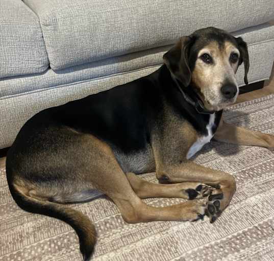 Photo of Bo