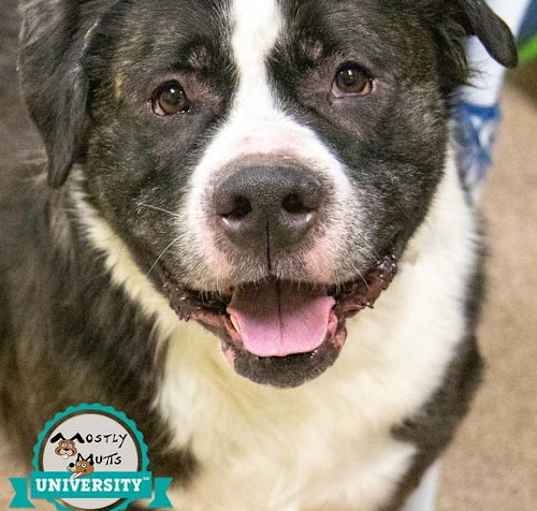 Photo of Goliath