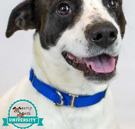 Photo of Maverick
