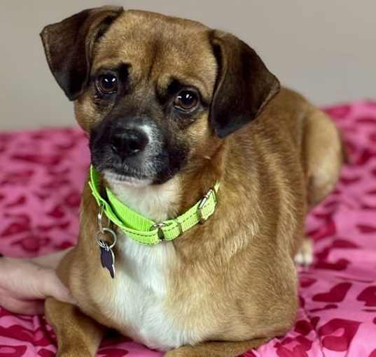 Photo of Rusty