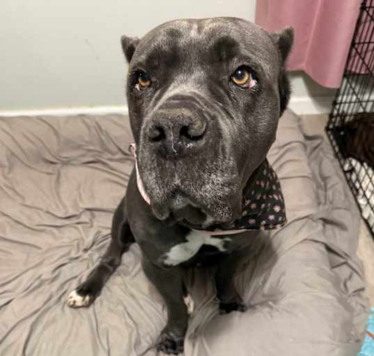 Photo of Nala