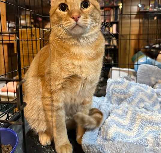 Photo of Dax