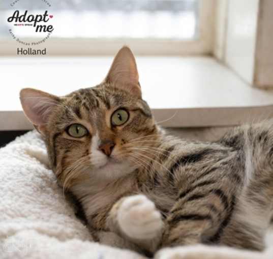 Photo of Holland
