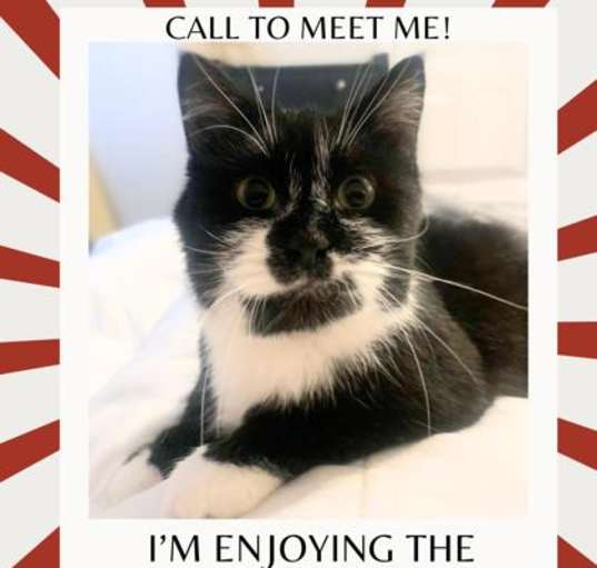 Photo of Mittens