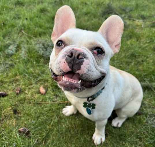 Photo of Biscuit