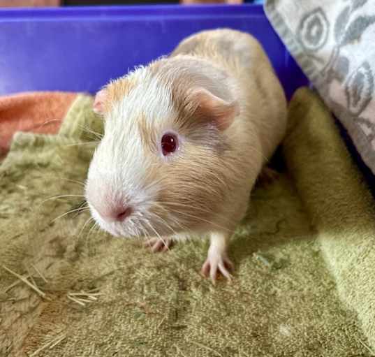 Photo of Peaches