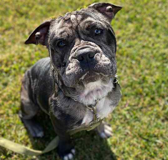 Photo of STICH