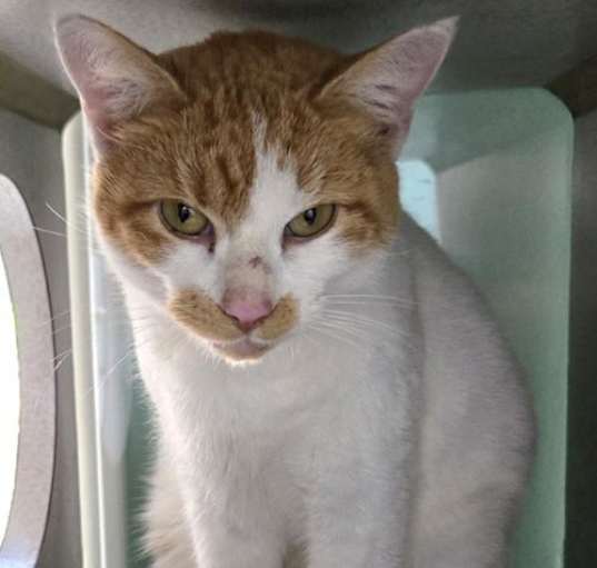 Photo of Marmalade