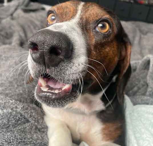 Photo of BUSTER