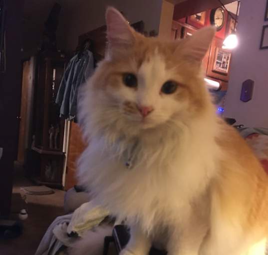 Photo of Jock-O