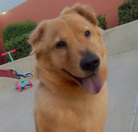 Photo of Nala