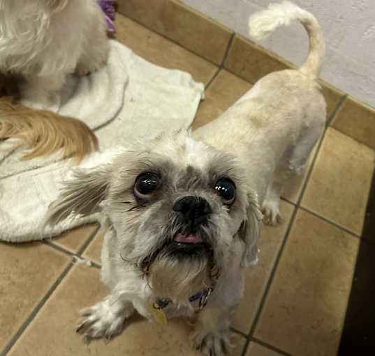 Photo of Oscar