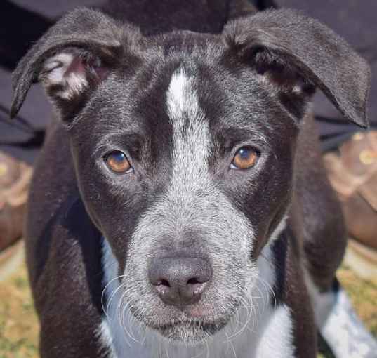 Photo of Piper