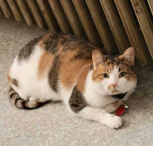 Photo of Mouse