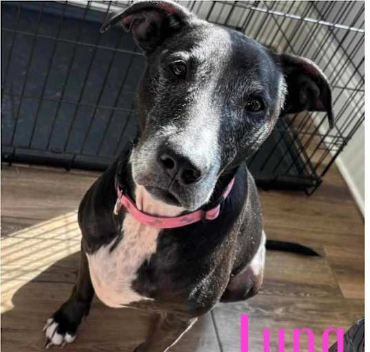 Photo of LUNA
