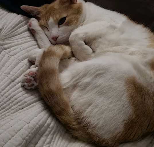 Photo of Zelda