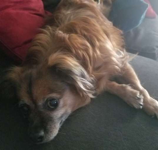 Photo of Ivy