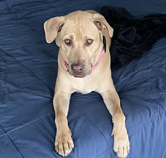Photo of Darla