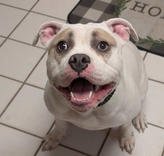 Photo of Honey