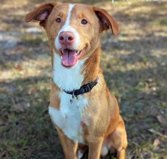 Photo of Twinkie