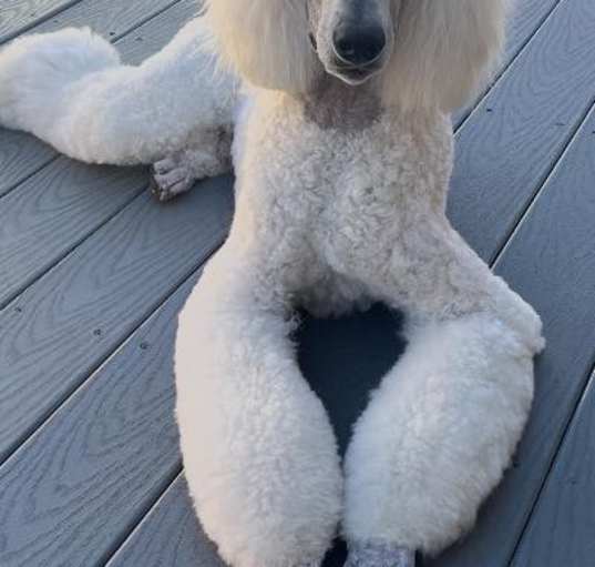 Photo of Zeno