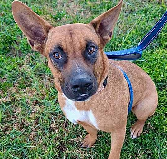 Photo of Whiskey-Good Girl!