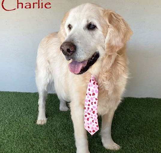 Photo of Charlie