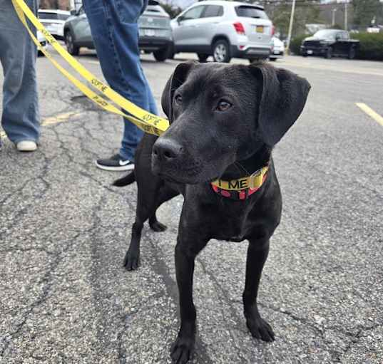 Photo of Sassy - 25036