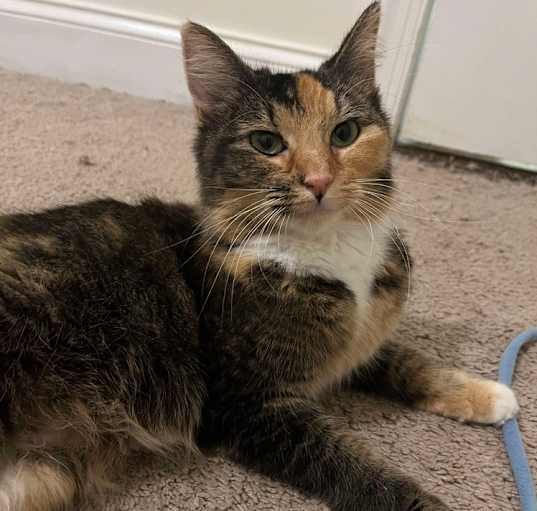 Photo of Sienna