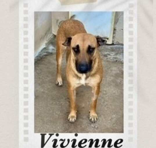 Photo of Vivienne