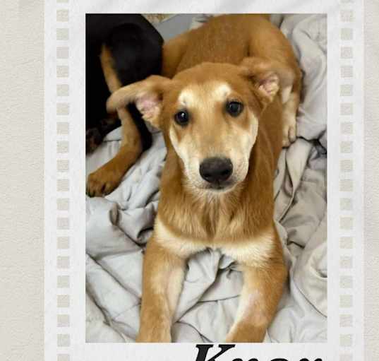 Photo of Knox