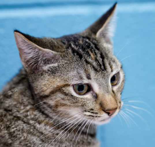 Photo of Mocha