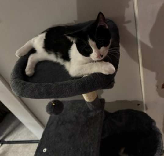 Photo of Coco
