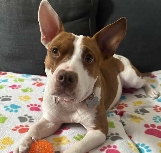 Photo of Pippy