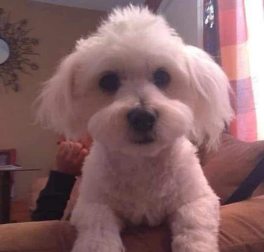 Photo of Toby - hypoallergenic