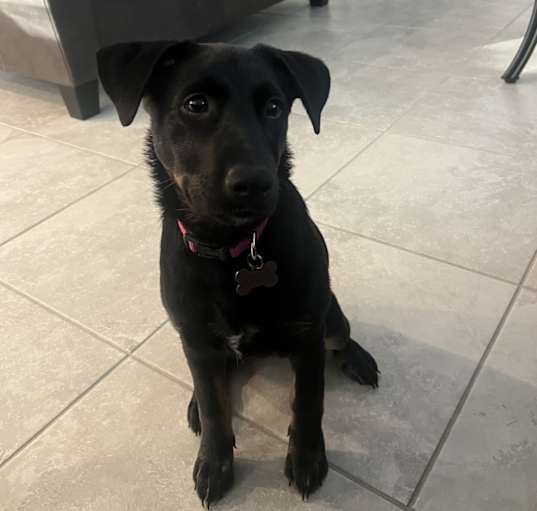 Photo of Luna