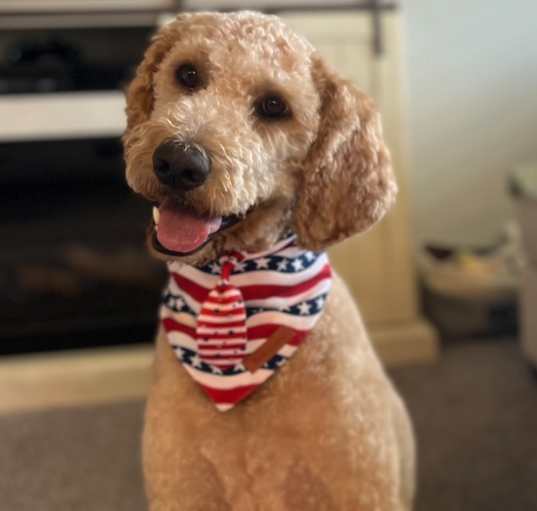 Photo of Copper