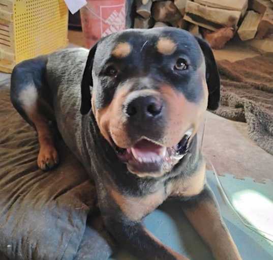 Photo of Bert