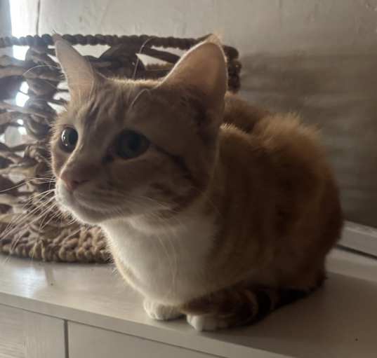 Photo of Momo