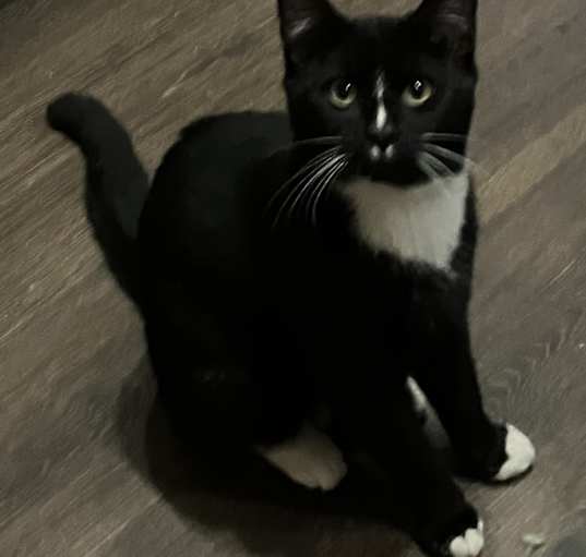 Photo of Socksy