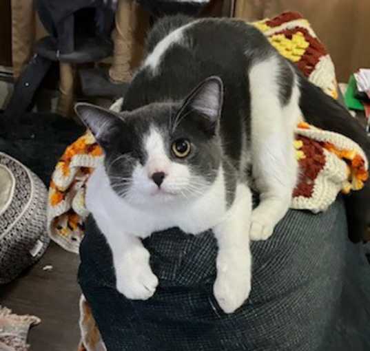 Photo of Bandito